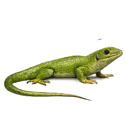 Emerald Tree Skink (Lamprolepis smaragdina) featured animal image on AnimalDex
