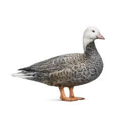 Emperor Goose (Anser canagicus) thumbnail image on AnimalDex