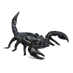 Emperor Scorpion (Pandinus imperator) featured animal image on AnimalDex
