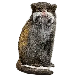 Emperor Tamarin (Saguinus imperator) featured animal image on AnimalDex