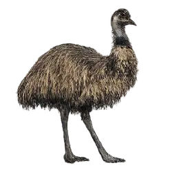 Emu (Dromaius novaehollandiae) featured animal image on AnimalDex