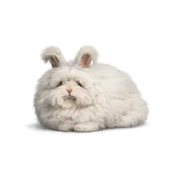 English Angora Rabbit animal lesson image on AnimalDex