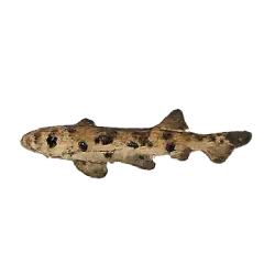 Epaulette Shark animal lesson image on AnimalDex