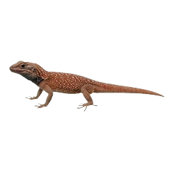 Española Lava Lizard (Microlophus delanonis) thumbnail image on AnimalDex