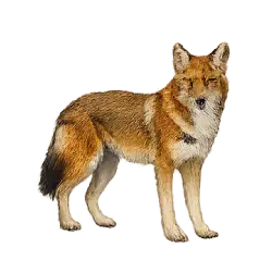Ethiopian Wolf animal lesson image on AnimalDex