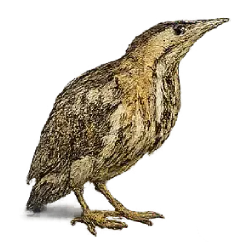 Eurasian Bittern (Botaurus stellaris) featured animal image on AnimalDex