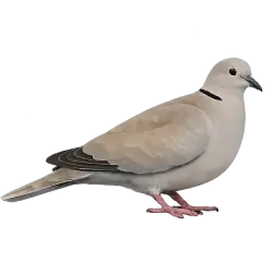 Eurasian Collared Dove (Streptopelia decaocto) thumbnail image on AnimalDex