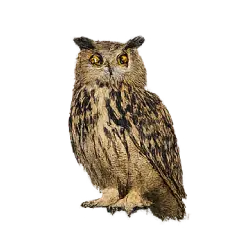 Eurasian Eagle-Owl (Bubo bubo) featured animal image on AnimalDex