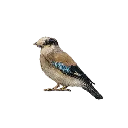 Eurasian Jay (Garrulus glandarius) featured animal image on AnimalDex