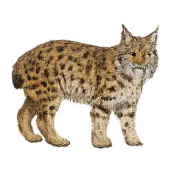 Eurasian Lynx (Lynx lynx) thumbnail image on AnimalDex