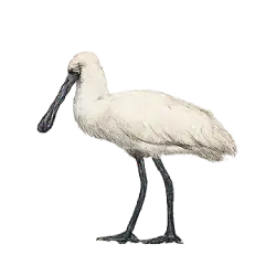 Eurasian Spoonbill (Platalea leucorodia) featured animal image on AnimalDex