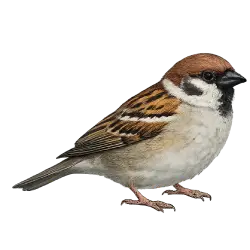 Eurasian Tree Sparrow