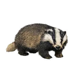 European Badger (Meles meles) thumbnail image on AnimalDex