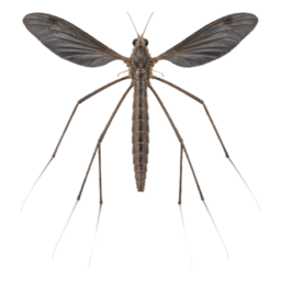 European Crane Fly (Tipula paludosa) thumbnail image on AnimalDex
