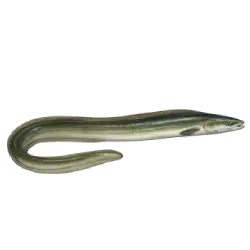 European Eel (Anguilla anguilla) thumbnail image on AnimalDex