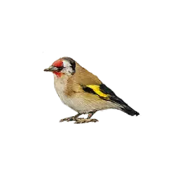 European Goldfinch (Carduelis carduelis) featured animal image on AnimalDex