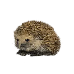 European Hedgehog (Erinaceus europaeus) featured animal image on AnimalDex