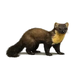 European Pine Marten lesson from nature