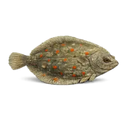 European Plaice animal lesson image on AnimalDex