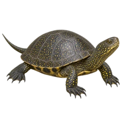 European Pond Terrapin (Emys orbicularis) thumbnail image on AnimalDex