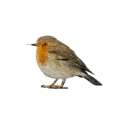European Robin (Erithacus rubecula) featured animal image on AnimalDex