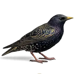 European Starling animal lesson image on AnimalDex