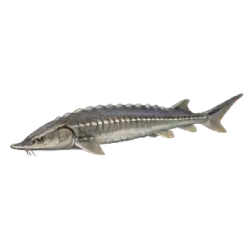 European Sturgeon (Acipenser sturio) thumbnail image on AnimalDex