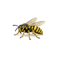 European wasp (German wasp)