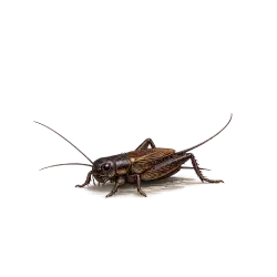 Fall Field Cricket (Gryllus pennsylvanicus) thumbnail image on AnimalDex