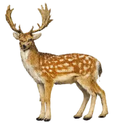 Fallow Deer (Dama dama) thumbnail image on AnimalDex