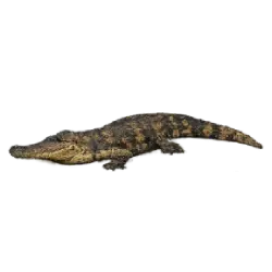 False Gharial (Tomistoma schlegelii) featured animal image on AnimalDex