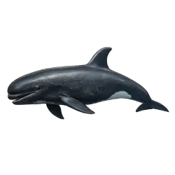 False Killer Whale (Pseudorca crassidens) thumbnail image on AnimalDex