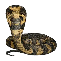 False Water Cobra (Hydrodynastes gigas) featured animal image on AnimalDex