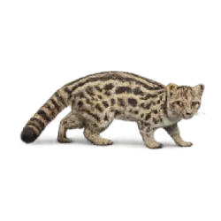 Fanaloka animal lesson image on AnimalDex