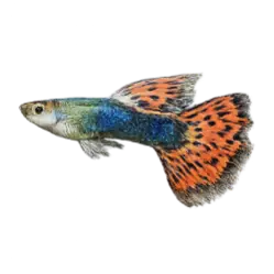Fancy Guppy animal lesson image on AnimalDex