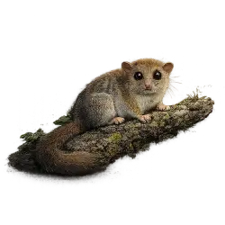 Fat-tailed Dwarf Lemur (Cheirogaleus medius) thumbnail image on AnimalDex