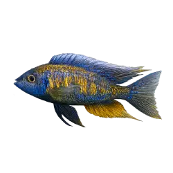 Featherfin Cichlid animal lesson image on AnimalDex