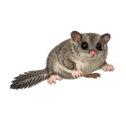 Feathertail Glider lesson from nature