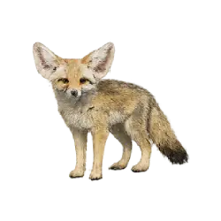 Fennec Fox (Vulpes zerda) thumbnail image on AnimalDex