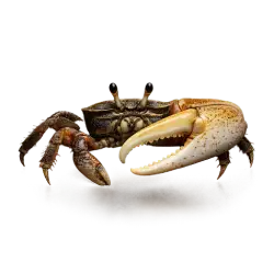 Fiddler Crab animal lesson image on AnimalDex