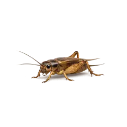Field Cricket (Gryllidae) thumbnail image on AnimalDex