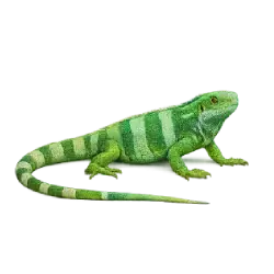 Fiji Banded Iguana animal lesson image on AnimalDex