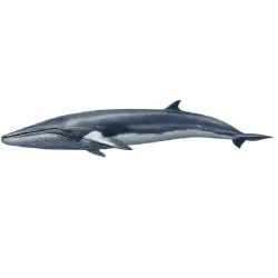 Fin Whale (Balaenoptera physalus) thumbnail image on AnimalDex