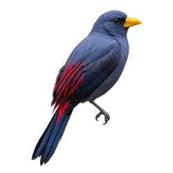 Finch-billed Myna (Scissirostrum dubium) thumbnail image on AnimalDex