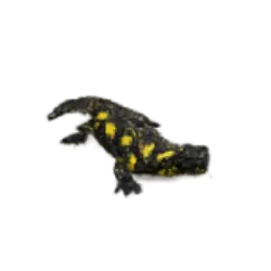 Fire Salamander (Salamandra salamandra) thumbnail image on AnimalDex