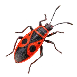 Firebug (Pyrrhocoris apterus) thumbnail image on AnimalDex