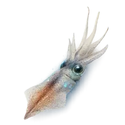 Firefly Squid animal lesson image on AnimalDex