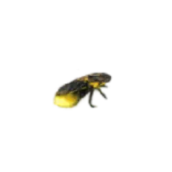 Firefly (Lampyridae) thumbnail image on AnimalDex