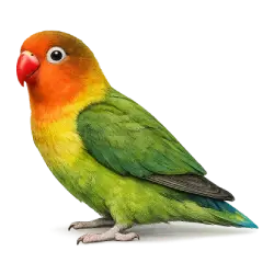 Fischer's Lovebird animal lesson image on AnimalDex