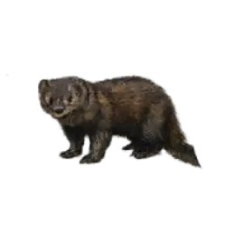Fisher (Pekania pennanti) thumbnail image on AnimalDex